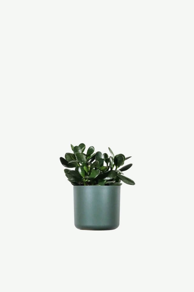 plants ecommerce product featured img 2 plants ecommerce product featured img 2
